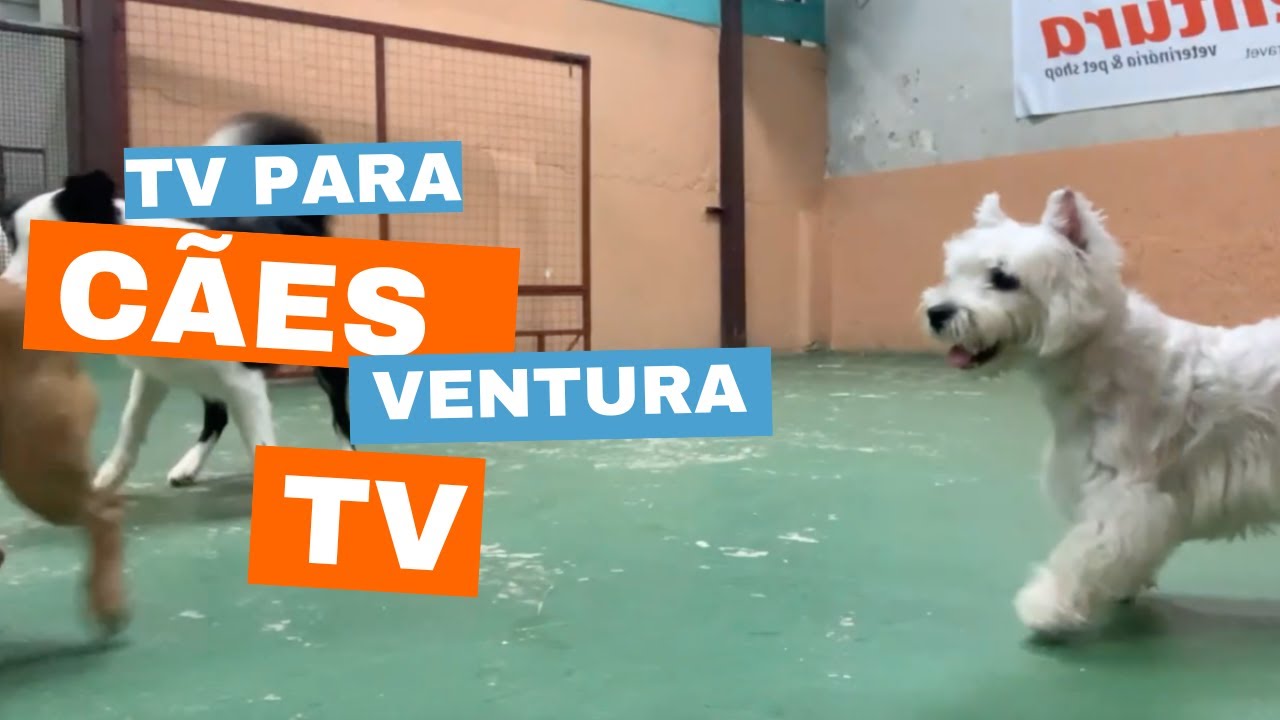 TV para cachorro - Entretenimento para c&atilde;es - Ventura TV