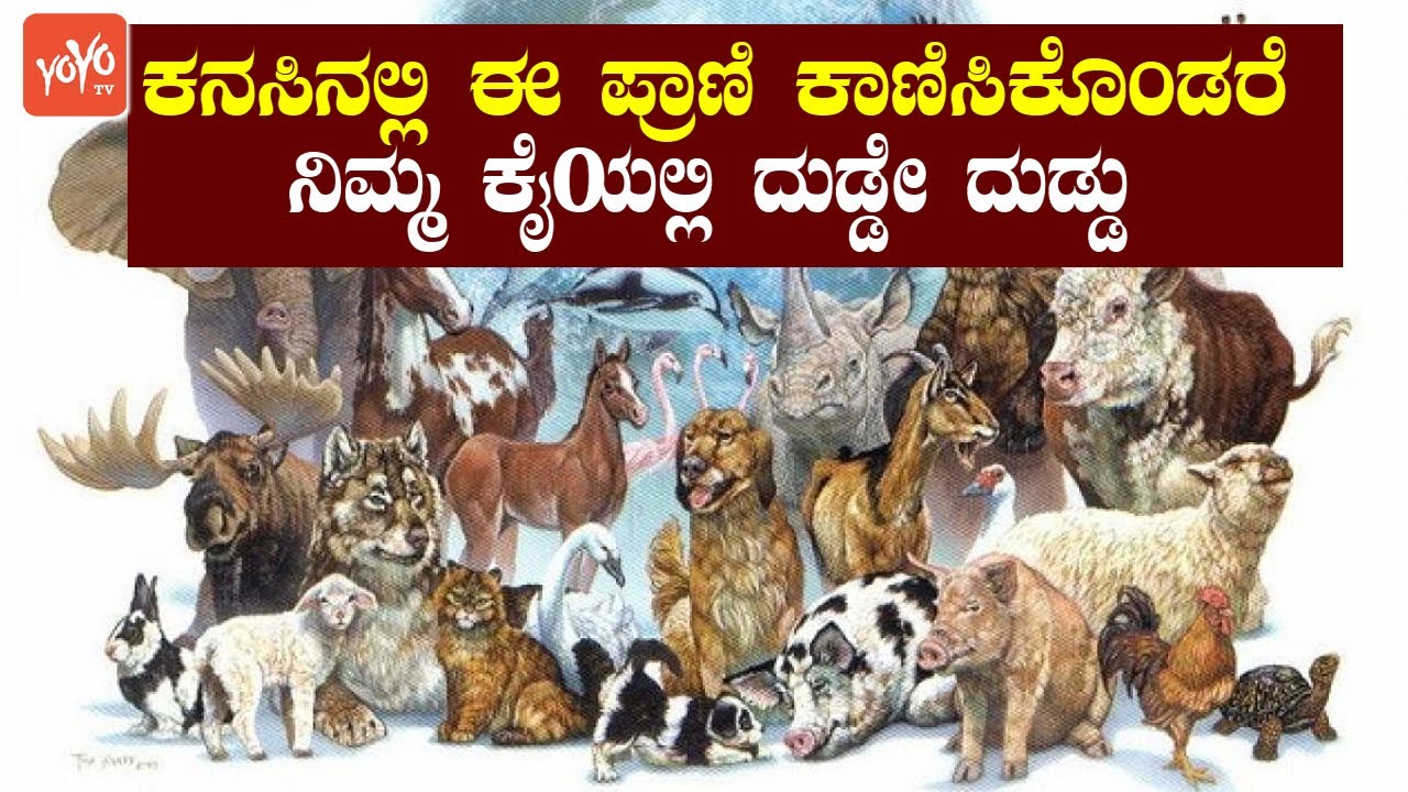 ಕನಸಿನಲ್ಲಿ ಈ ಪ್ರಾಣಿ ಕಾಣಿಸಿಕೊಂಡರೆ ನಿಮ್ಮ ಕೈಯಲ್ಲಿ ದುಡ್ಡೇ ದುಡ್ಡು | Dream Facts Kannada | YOYO TV Kannada