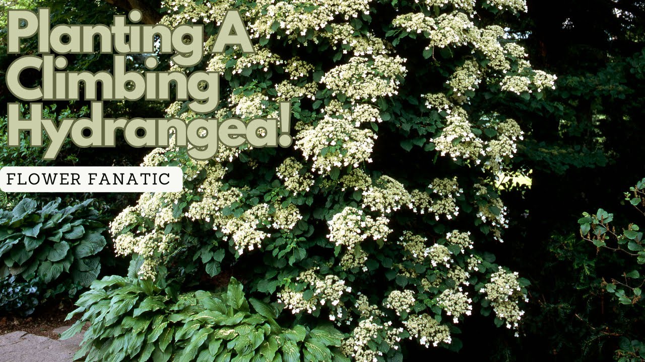 Planting Climbing Hydrangeas. One of the Best! No Trellising Required! //FlowerFanatic
