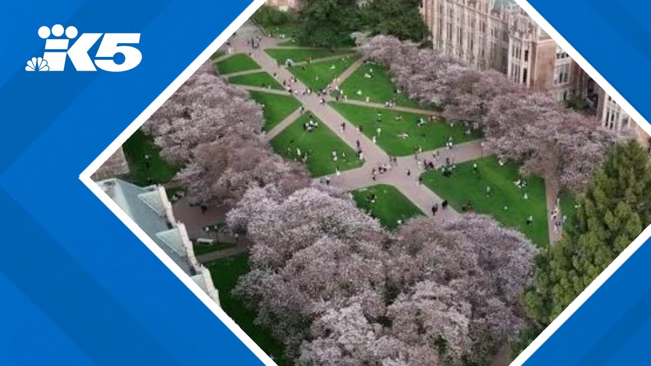 Cherry blossom trees near peak bloom at UW | Drone video