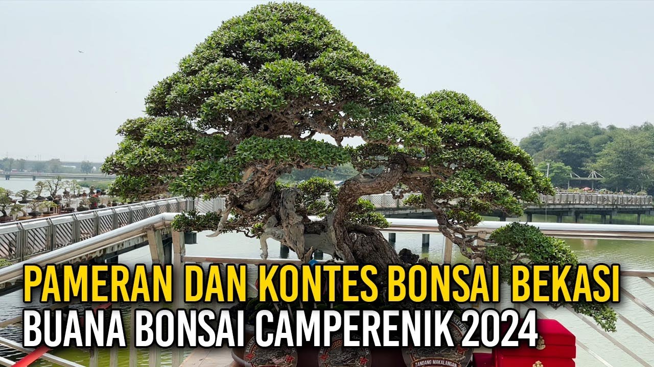 PAMERAN DAN KONTES BONSAI BEKASI 2024 - BUANA BONSAI CAMPERENIK