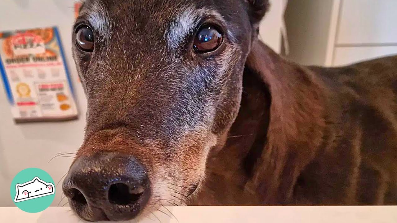 Greyhound Racing Survivor Becomes The Bossiest Sibling | Cuddle Dogs