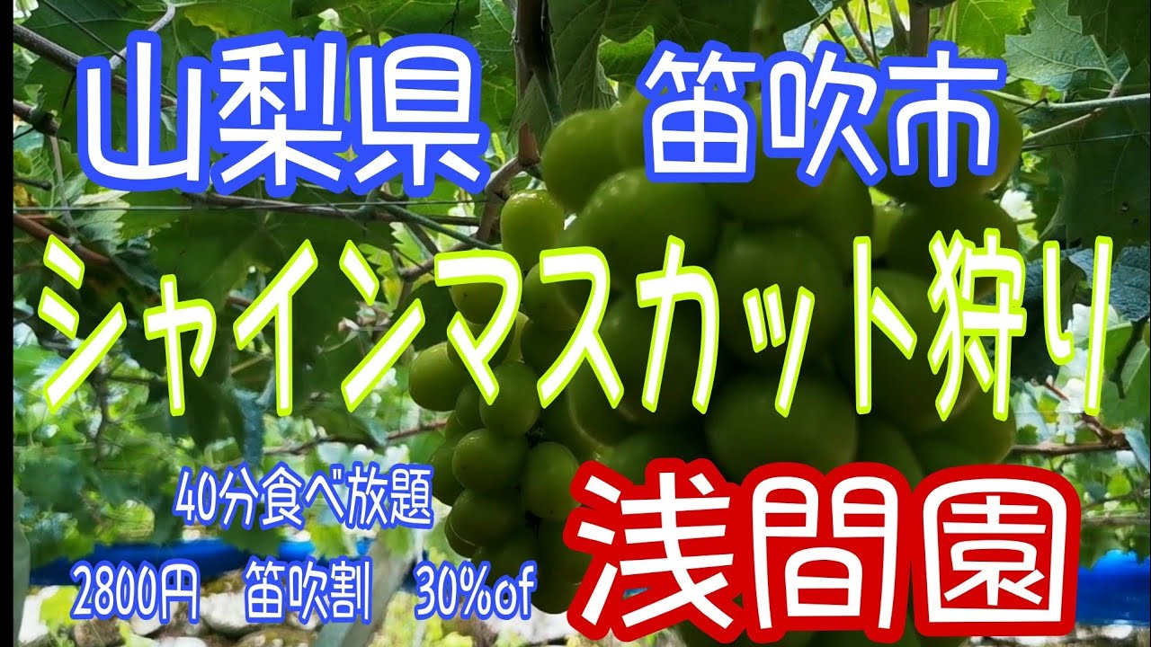 【シャインマスカット狩り】山梨県　笛吹市　浅間農園　感動的な　美味しさ　😋