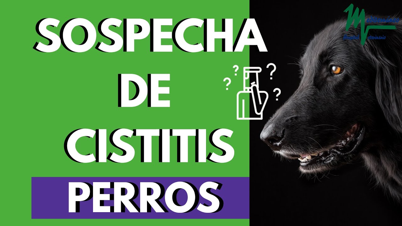 CISTITIS EN PERROS/CU&Aacute;NDO SOSPECHAR SI MI PERRO TIENE CISTITIS/S&Iacute;NTOMAS Y TRATAMIENTOS