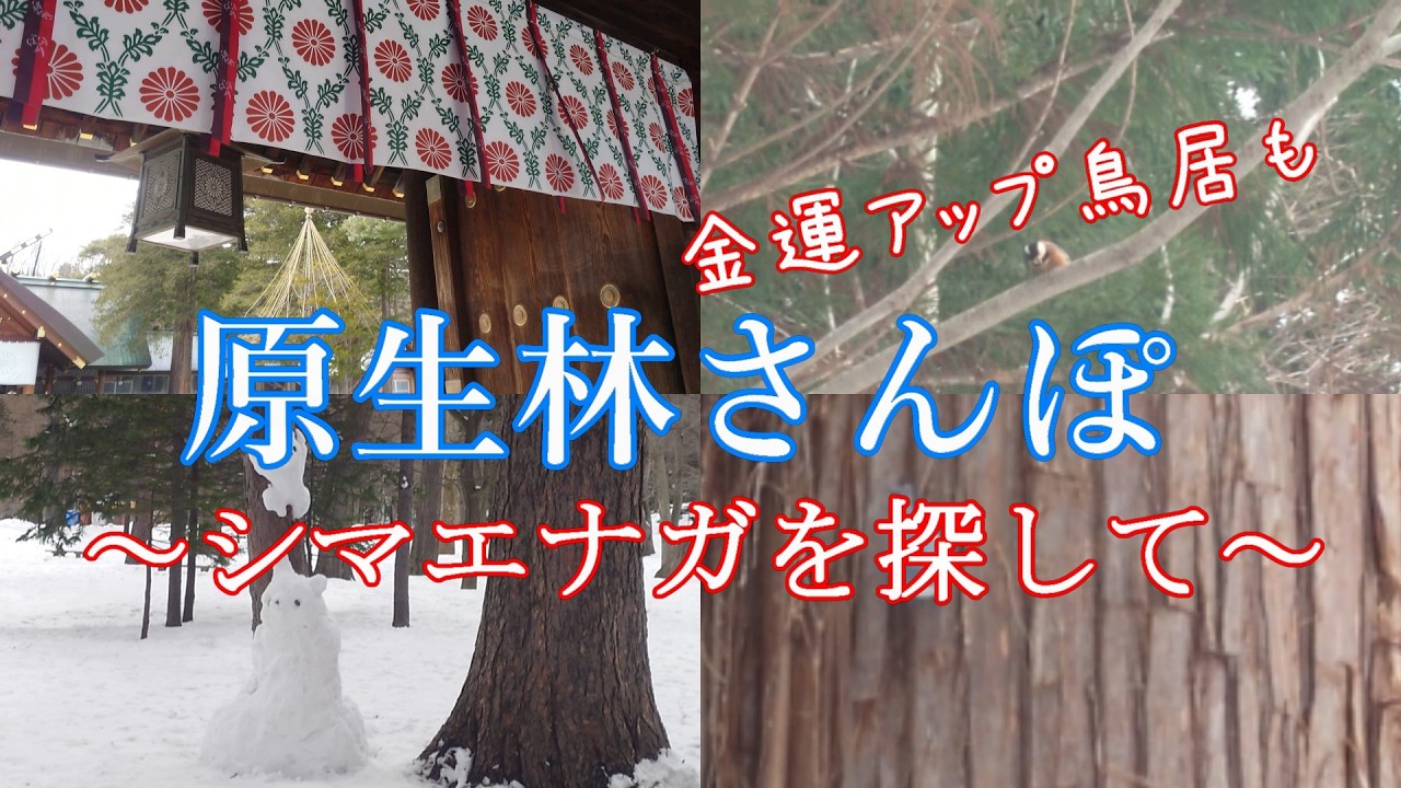 円山原生林と金運の鳥居