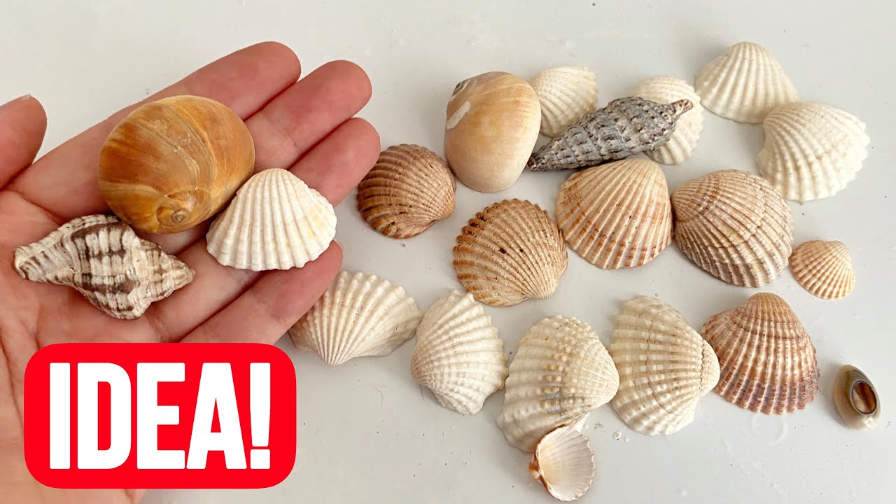 Deniz Kabukları Kullandığım Bu Muhteşem Fikri Görmelisin!