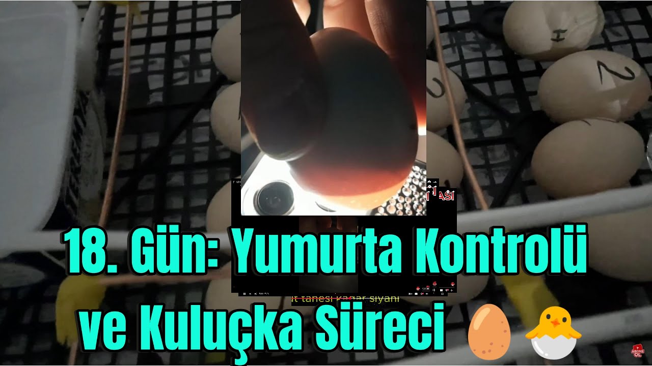 18.GÜN YUMURTA KONTROLÜ, 18. GÜN YUMURTA DOLULUK ORANI, 18.GÜN KULUÇKA MAKİNESİ, 18.GÜN GELİŞİM