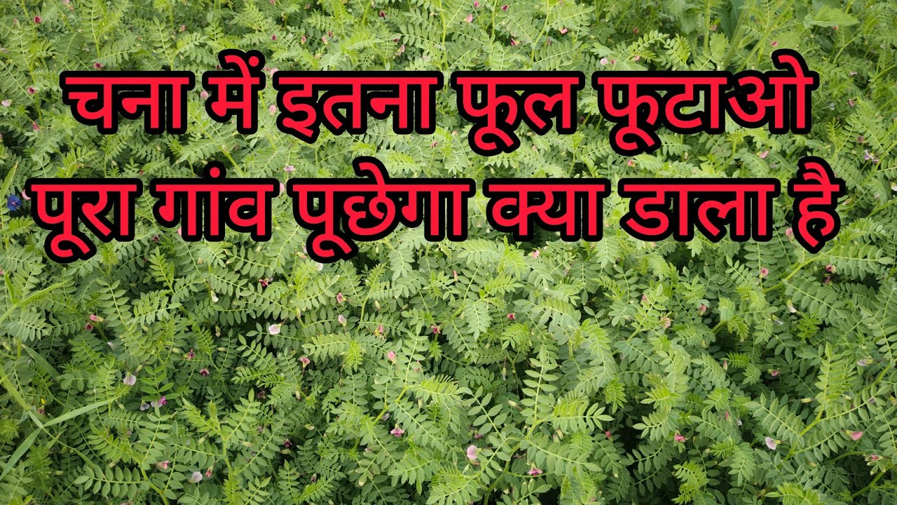 चना में अधिक फूल और फूटाओ बड़ने का तरीका chana me adhik fhul aur phutao badane ka farmula 