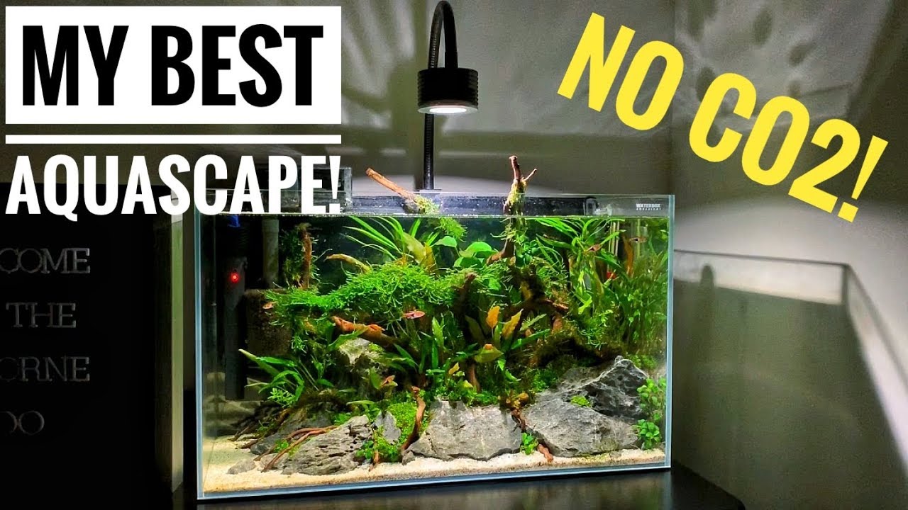 OUR BRAND NEW AQUARIUM! | The Waterbox Clear 10