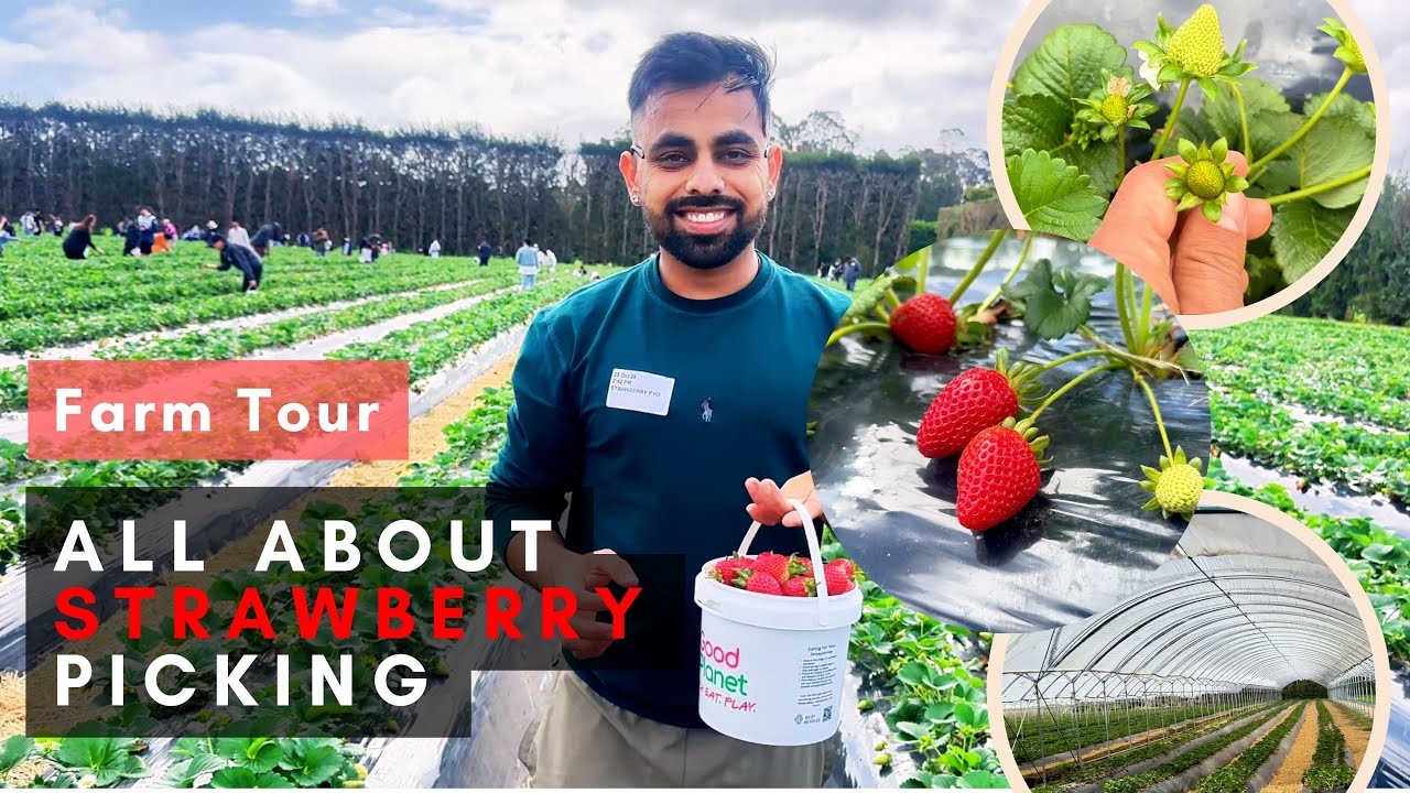 Strawberry picking farm | Auckland | New Zealand