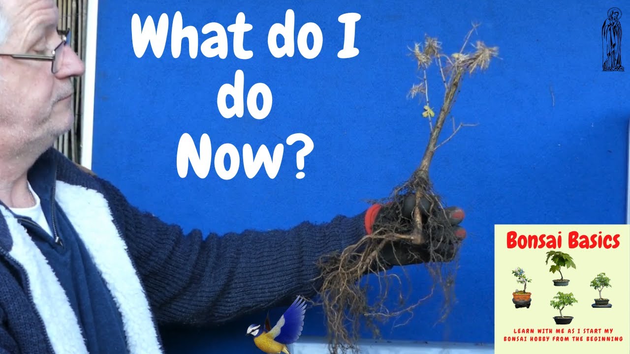 Making Japanese Larch Bonsai from bare root saplings - Bonsai Basics