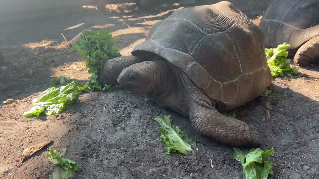 21 inch pair of Aldabras tortoise 18 years old and surgically Sexed and Pit Tagged.