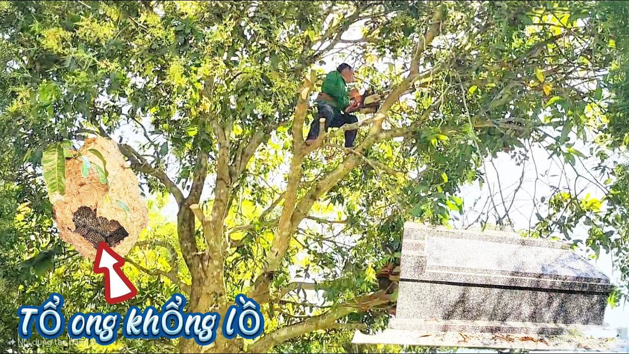 Cưa cây Xoài siêu khủng, siêu bông / Sawing a super big, super flowery mango tree | T863