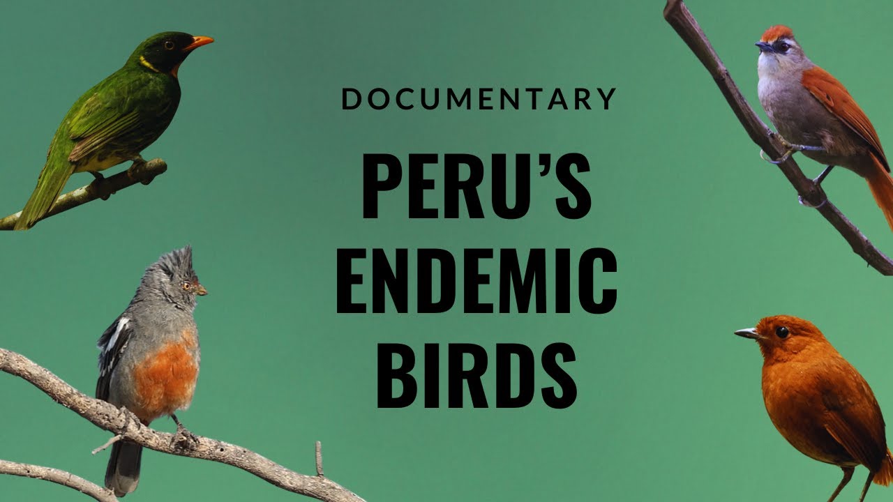 Perú: Country of Endemic Birds