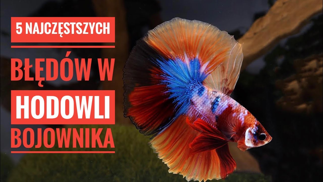5 podstawowych błęd&oacute;w w hodowli bojownika 🔴
