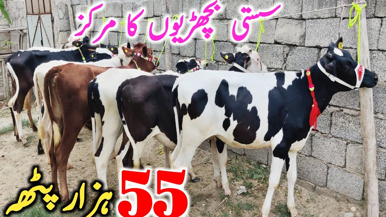 Sasti Australian Friesian Cross Bachrian Hiefers Dairy Cattles || Global Village Farming