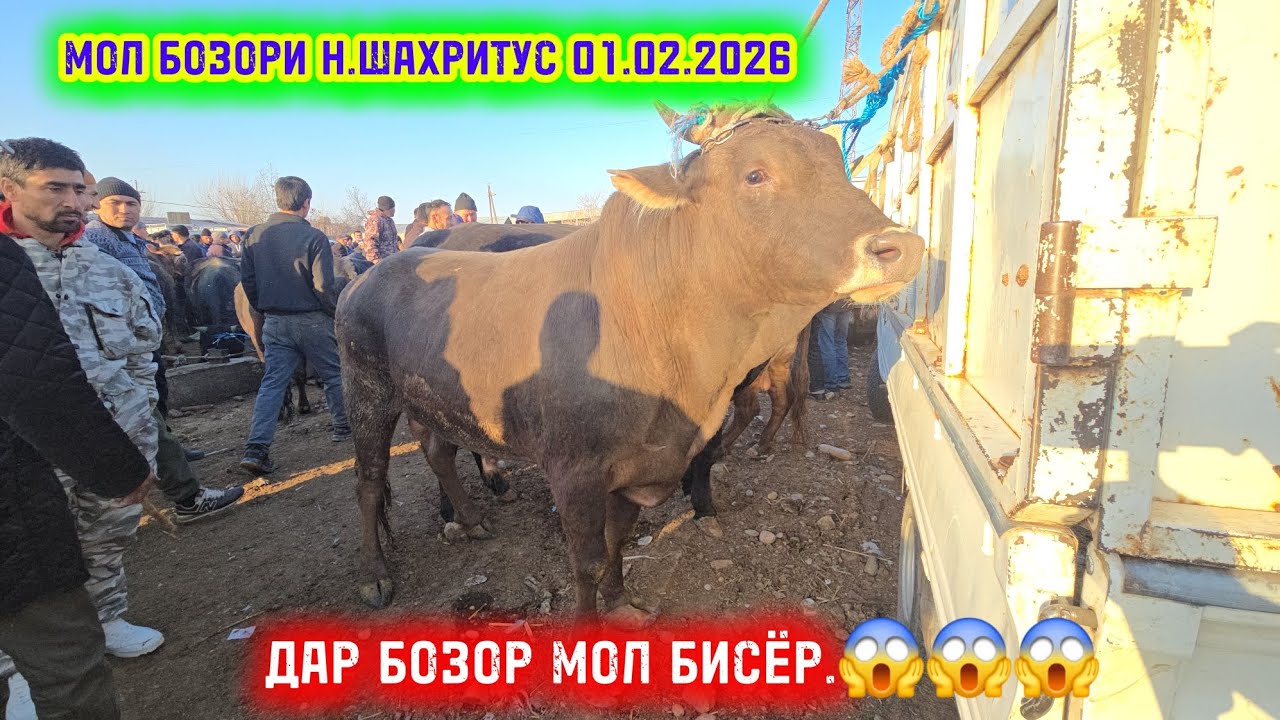 МОЛ бозори н.ШАХРИТУС 01.2026.Мархамат тамошо кунед.🤝