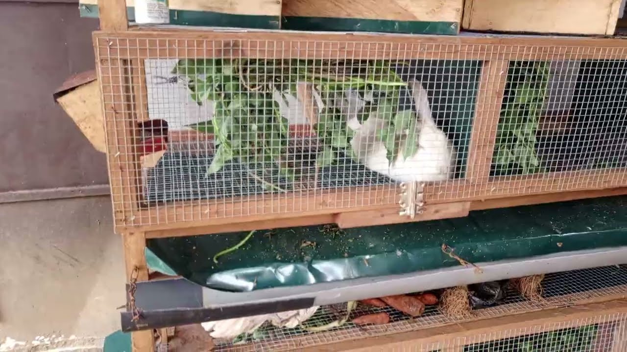 Élevage de lapin en pleine air