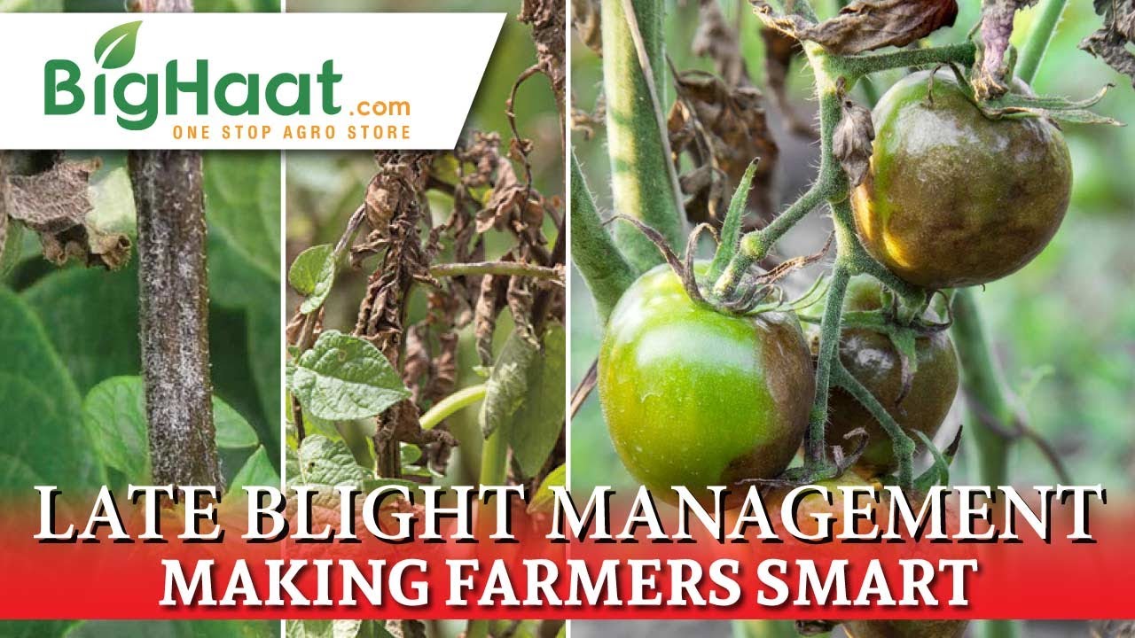Late Blight Disease Management in Tomato & Potato Crops | BigHaat