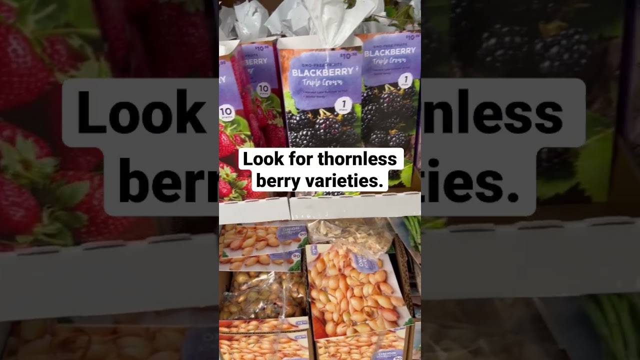 Berry plants and onion bulbs spotted in Home Depot.