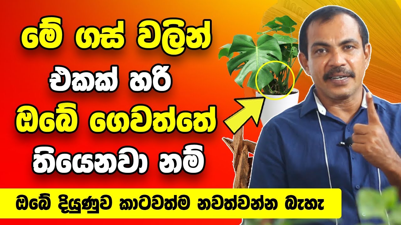 මේ ගස්  වලින් එකක් හරි ඔබේ ගෙවත්තේ තියෙනවා නම් | ඔබට හිතාගන්න බැරි තරම් මුදල් ගලාගෙන එනවා  |  Welawa