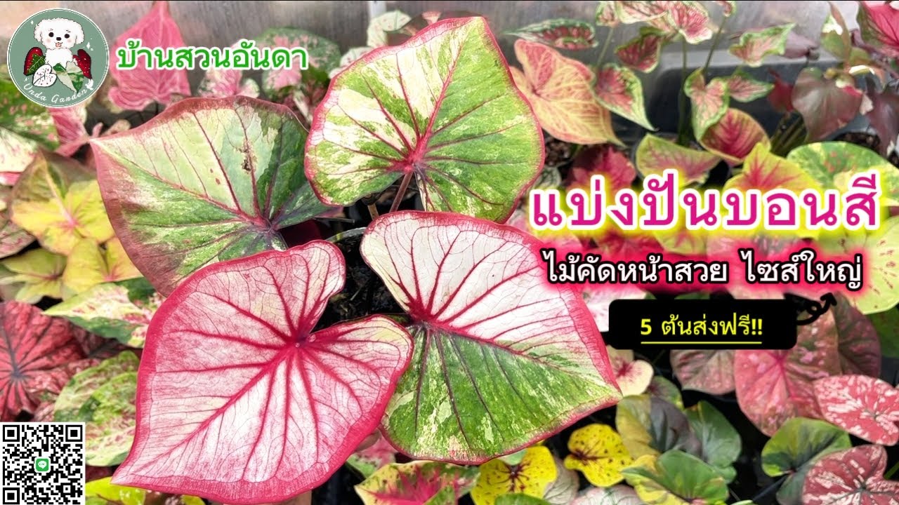 อัปเดตแบ่งปันบอนสีวันที่ 3 มี.ค. 2569 #บอนสี #caladium #garden #plants #ไม้ด่าง #plantlover #shorts 