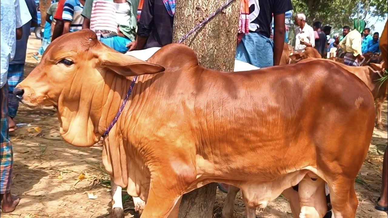 @আজ ৭ ফেব্রুয়ারী