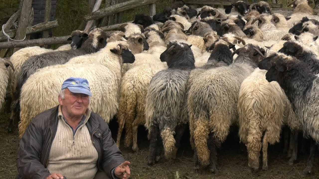 - FE&Scaron;TA I KUPANJE OVACA KOD VELIKOGA STOČARA OSTOJE MARKOVIĆA