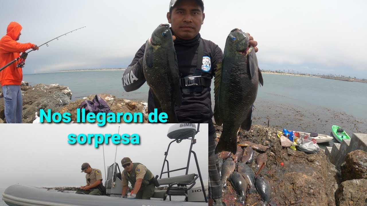 pescando grandes mojarras en las rockas de ventura Ca| Nos llegaron de sorpresa😱