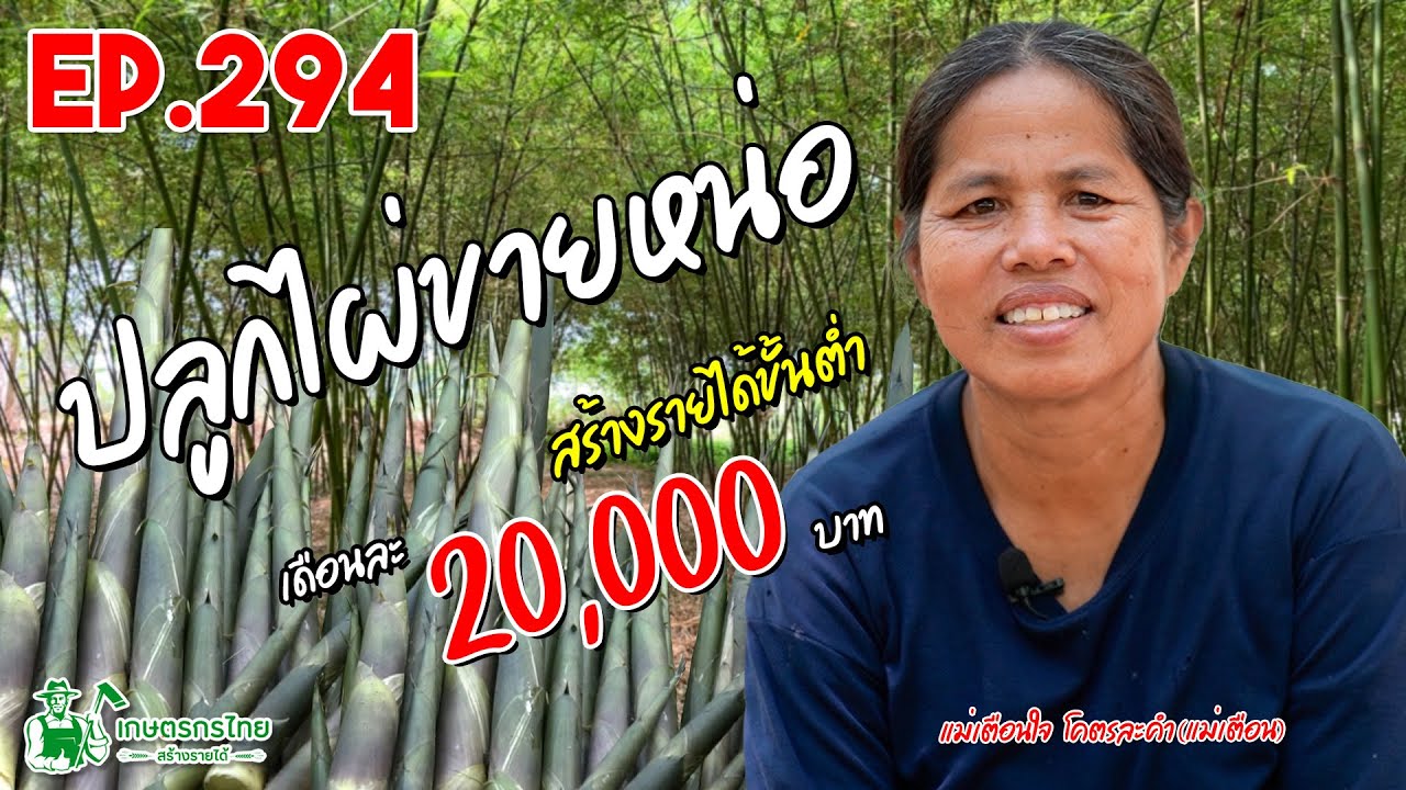 ปลูกไผ่ขายหน่อไม้ สร้างรายได้ขั้นต่ำ 20,000 บาท/เดือน l เกษตรกรไทย สร้างรายได้ Ep294