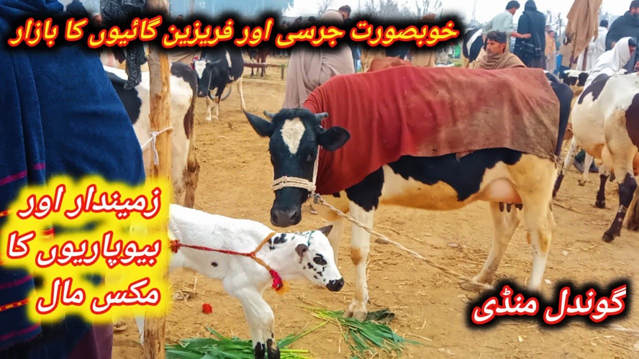 Beautiful İmported Jersey And Fresian Pregnant And Milking Cows For Sale At Gondal Maweshi Mandi 