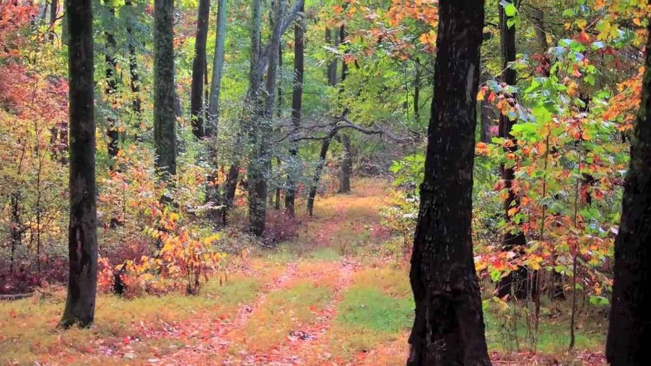 Mt Pleasant Tennessee 200+ acre farm for sale. Tennessee scenery