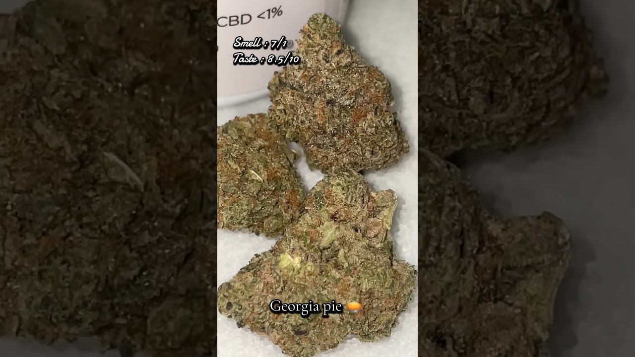 Georgia pie 🥧 easy 23/30 score 💯, would recommend this hybrid #hybrid #smoke #leaf #strainreviews