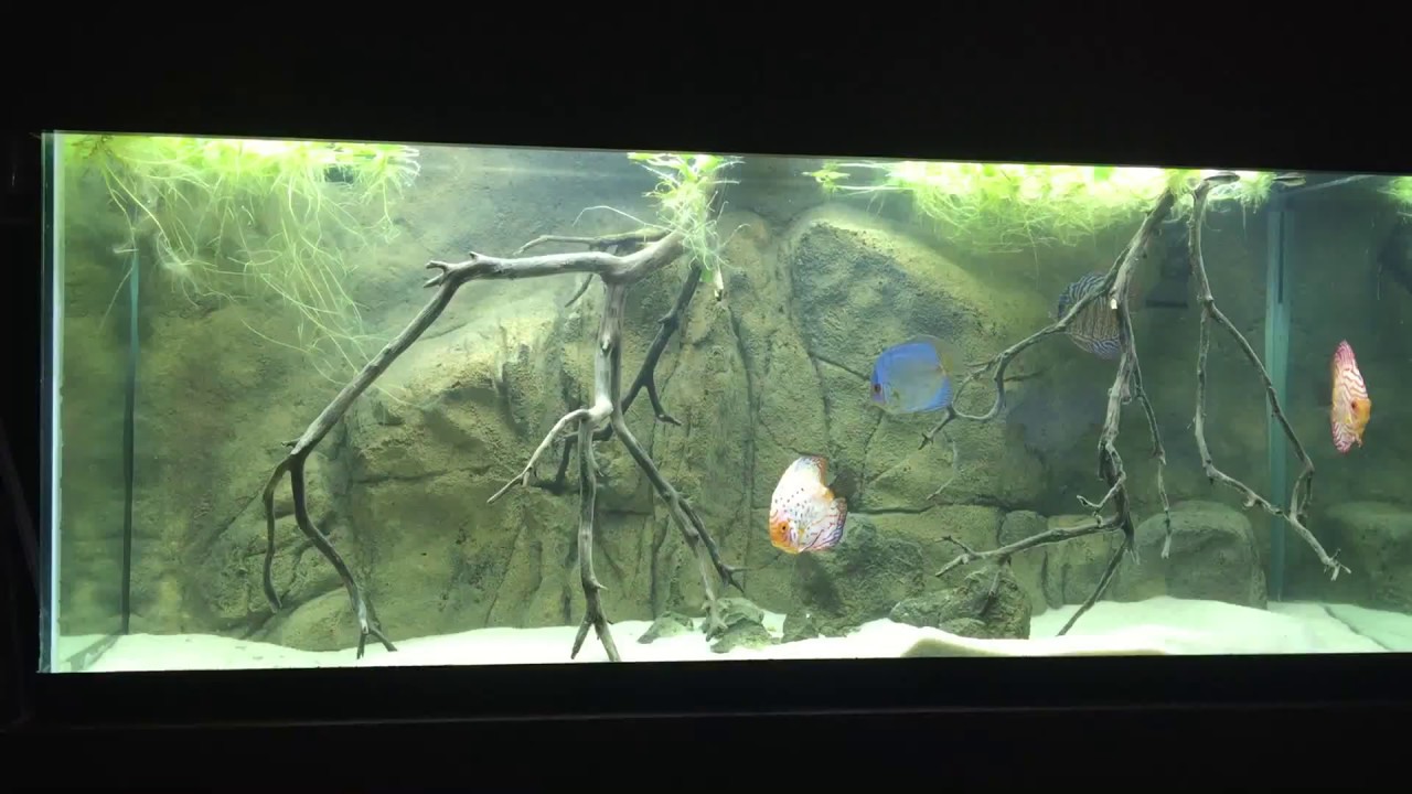 Universalrocks 3d background 75g discus tank