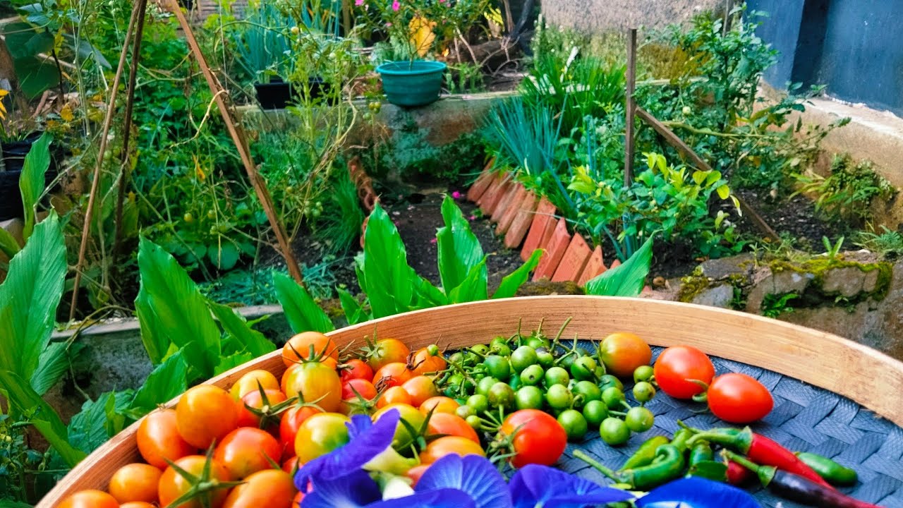 Petik tomat, hampir hilang semangat berkebun karena hama dan cuaca