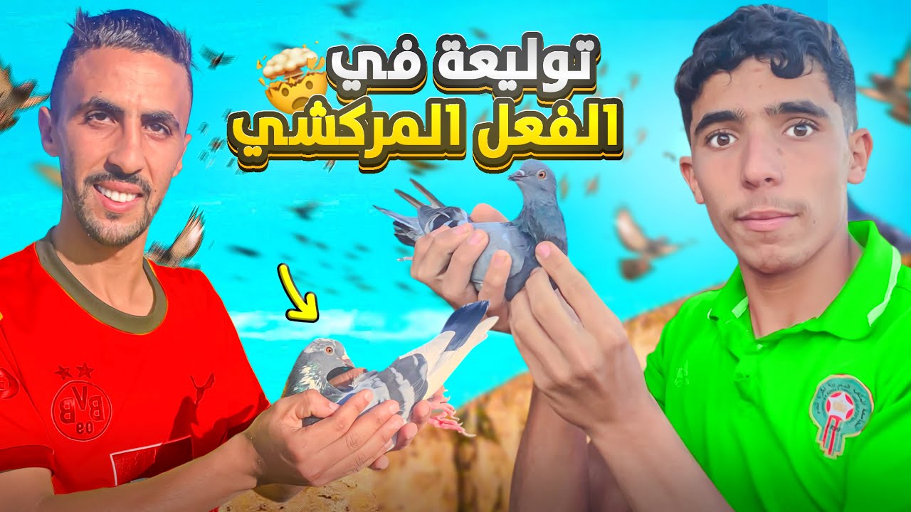 توليعة عند أحسن مربي الحمام الفعل المركشي🕊️أكثر من 300 حمام في سجنة😱