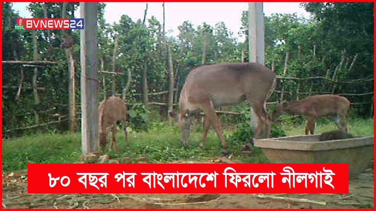 ছুরির নিচ থেকে ফিরে জোড়া শাবক উপহার দিলো নীলগাই | Nilgai gives birth to twins | BanglaVision News