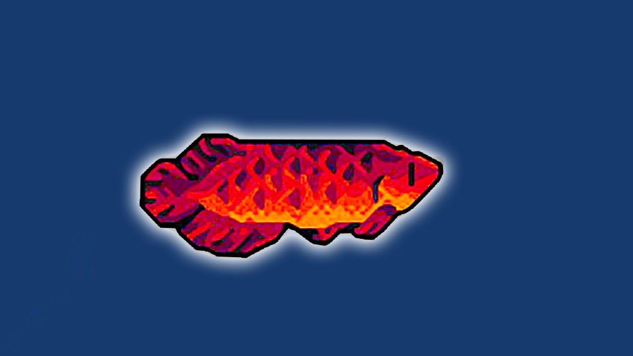 I Spent 100 Hours Collecting Ultra Rare Fish