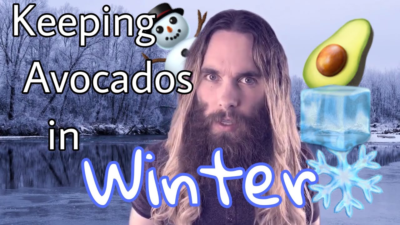 How to Keep Avocado Trees Alive in Winter and Cold Weather - Can avocado trees survive cold weather?