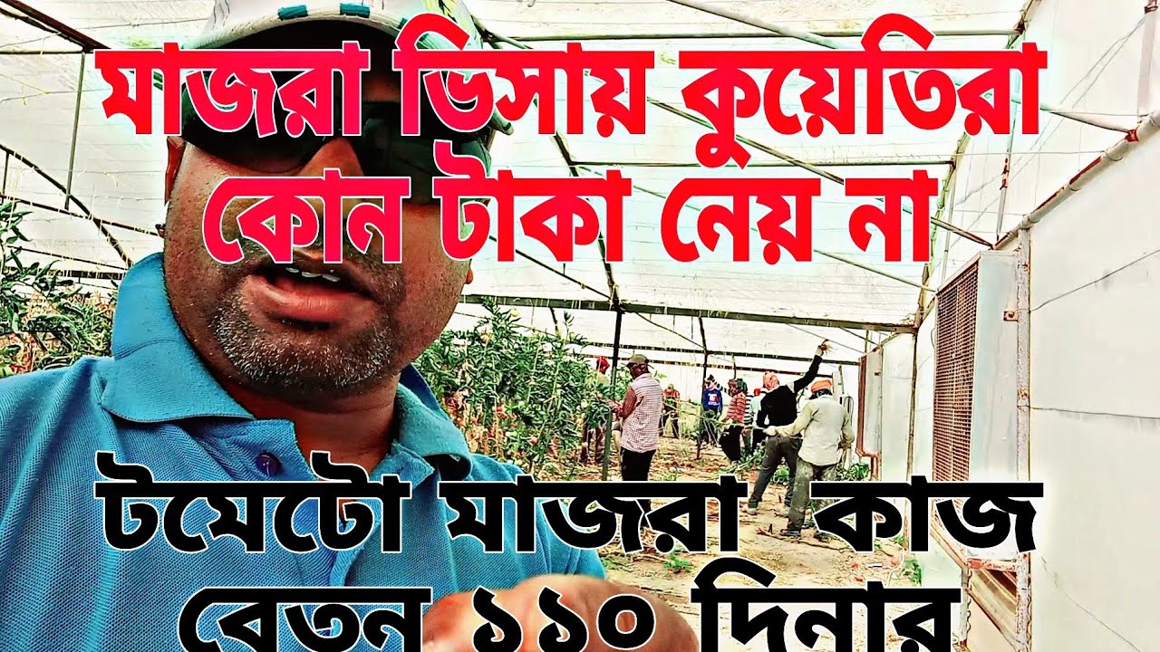 মাজরা ভিসা কুয়েতিরা কোন টাকা নেয় না টমেটো মাজরা কাজ বেতন ১১০ দিনার