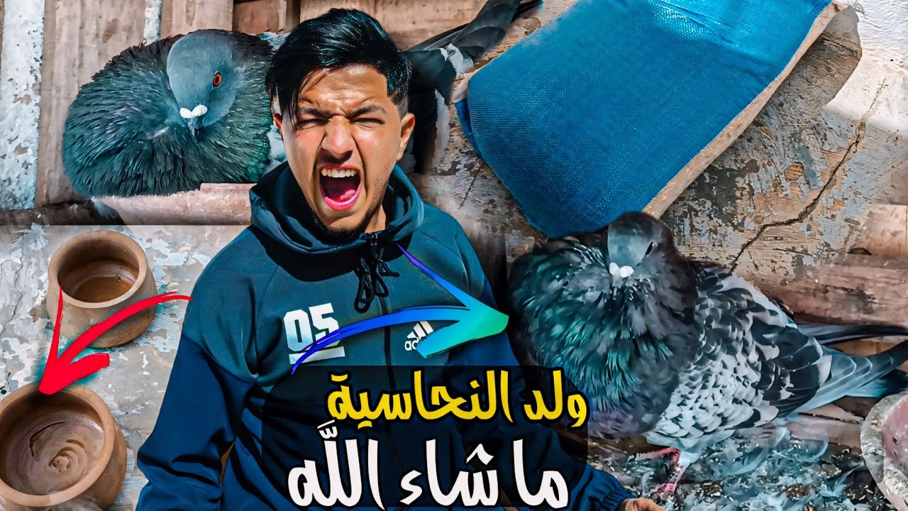 دخلوا تشوفوا شنو شريت الحمام 🤩 كحلوش وانتوتو حطوا البيض 🐣