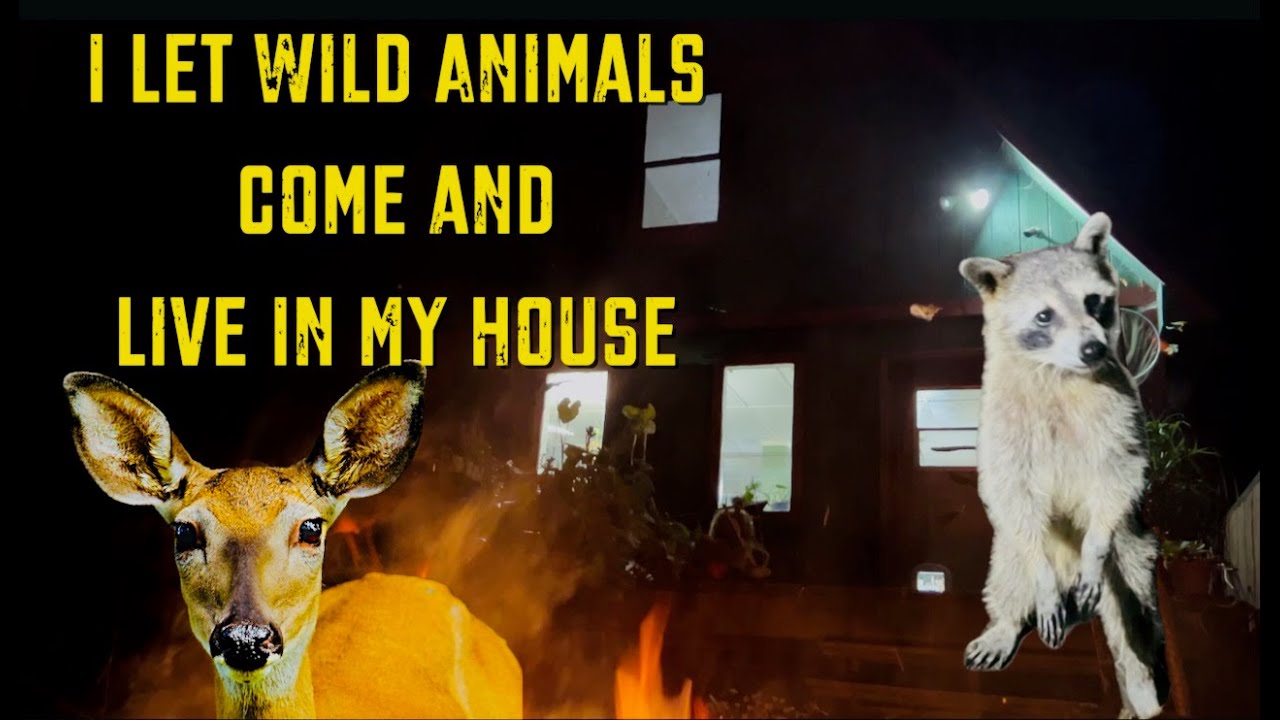 I Let Wild Animals Come And Live In My House