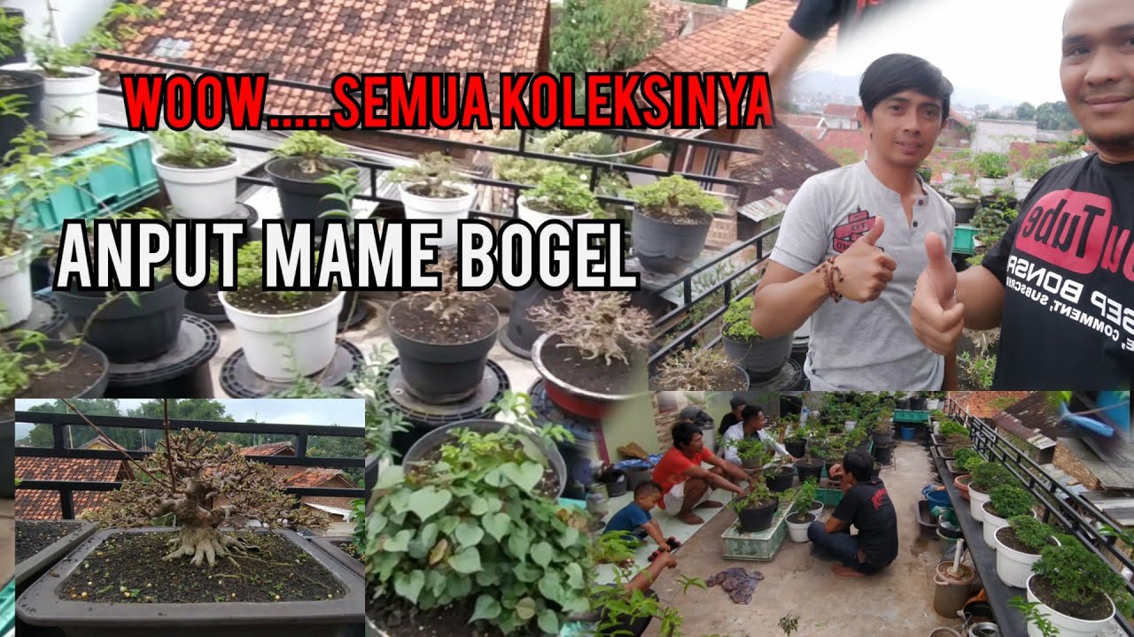 anput mame bogel (kediaman master m-vech)