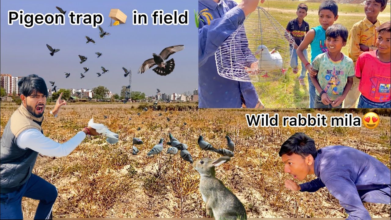 Kids ne pakda kabutar 🤩 !! White Pigeon catching from wild pigeons 🕊️