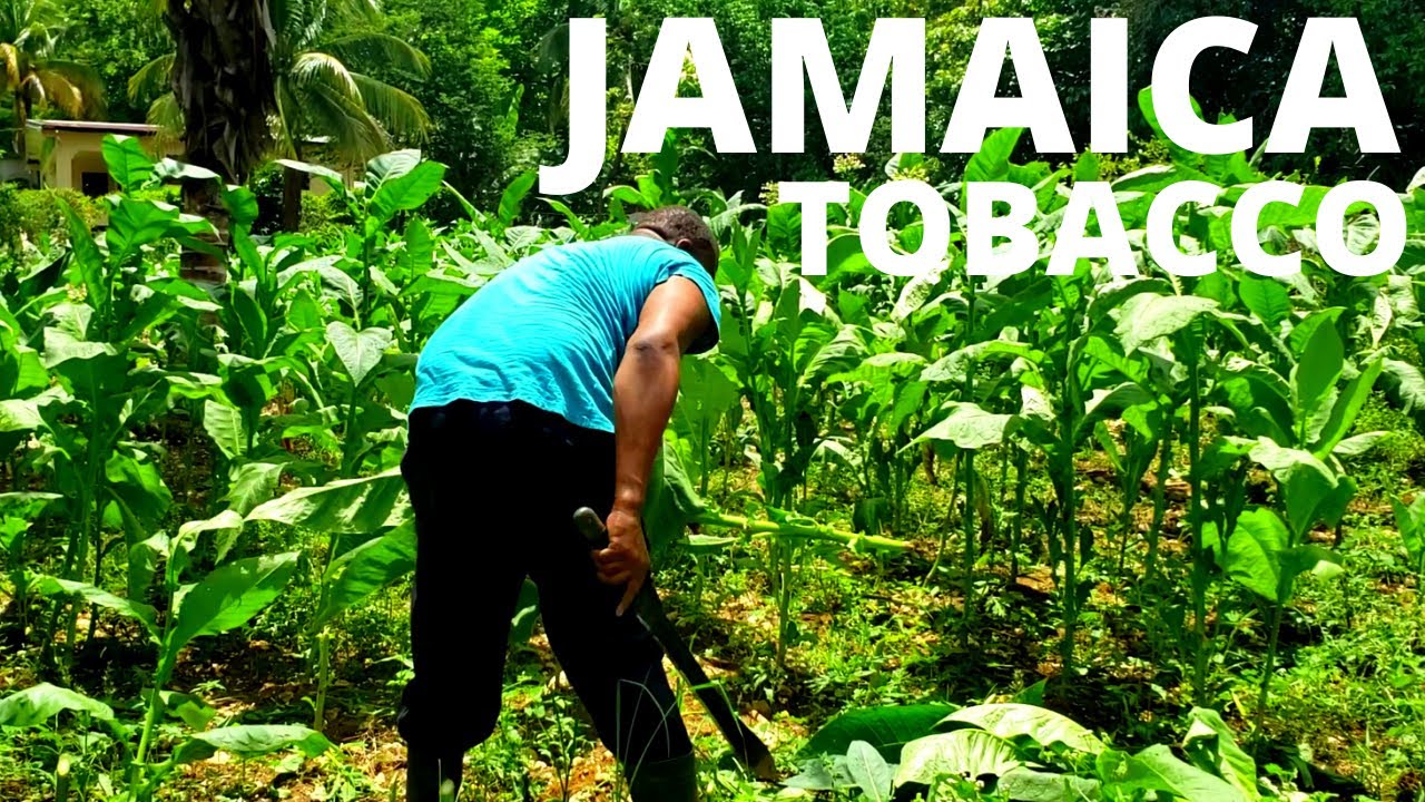 How To Harvest Tobacco in Jamaica 2020