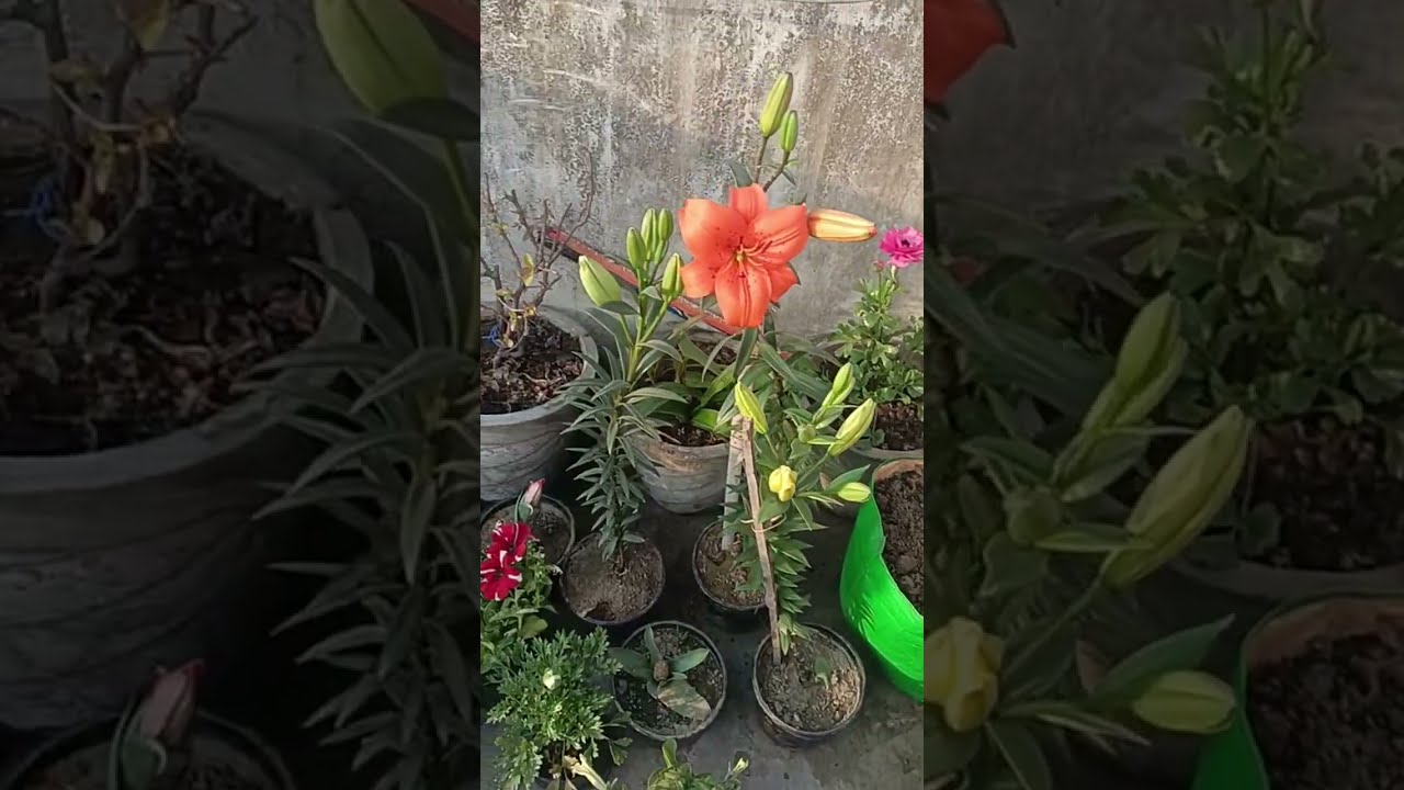 Komal Singh is live!