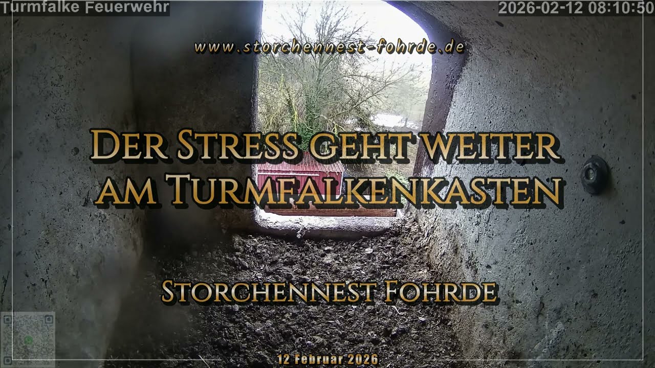 Der Stress geht weiter am Turmfalkenkasten - Turmfalken Fohrde - 12.02.2026