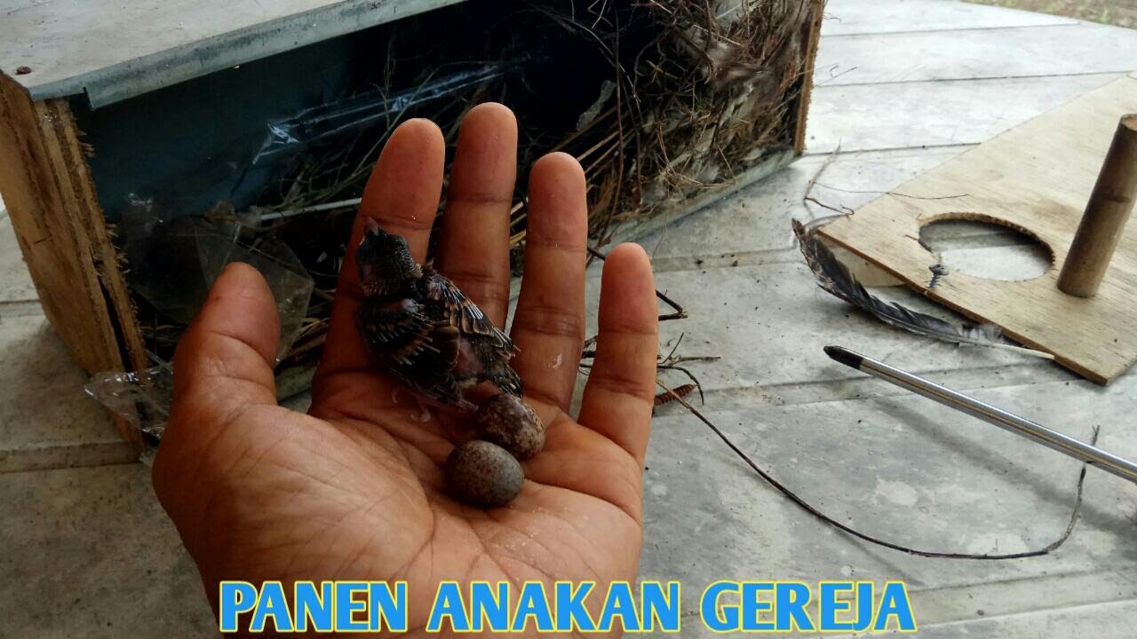 PANEN ANAKAN BURUNG GEREJA HASIL TERNAKAN ALAM POIN ANAK TUNGGAL DAN CARA MELOLOHNYA