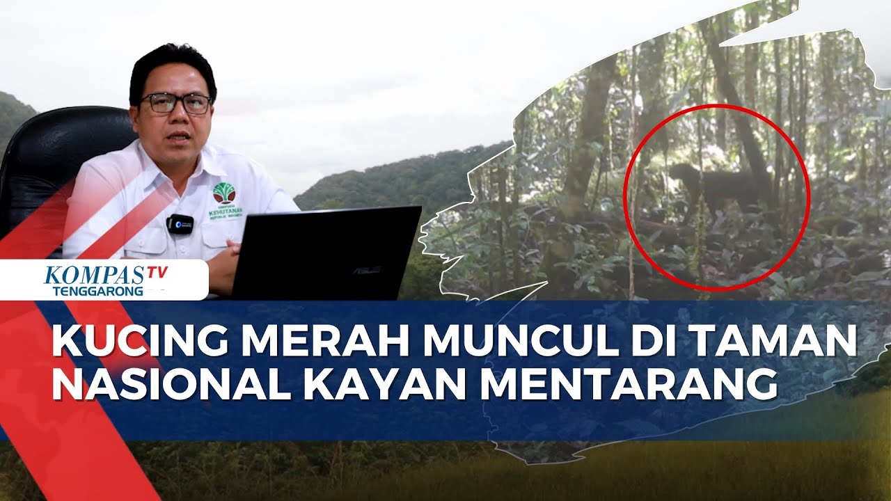 Kucing Merah Muncul di Taman Nasional Kayan Mentarang