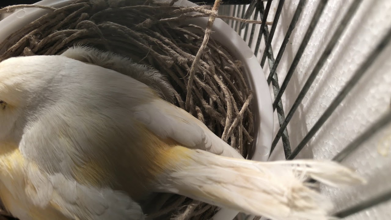 Male canary offering to feed the female!
